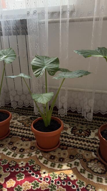 аихризон купить: Цветы Арум 1шт 1200сом — 3