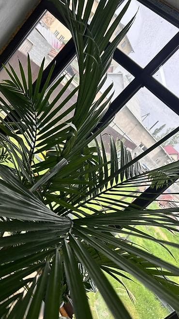 продажа аквариума: Пальма в горшке Арека по акции💥💥💥вместо 3500 🔥🔥🔥🔥🔥2800 сом - Крупное — 2