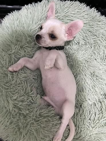 где можно купить кошку в бишкеке: Продаются замечательные щенки — такса и чихуахуа 🐶✨ Ищем заботливых и — 8