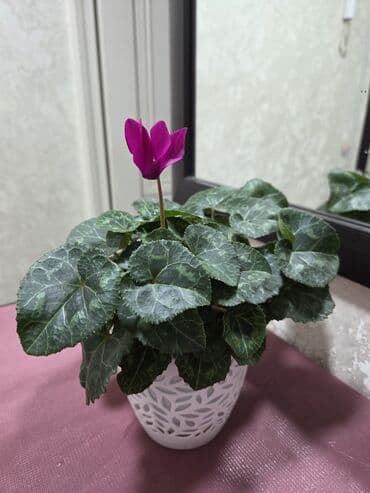 Декабристы: Декабрист (Schlumbergera) — комнатный кактус с плоскими членистыми — 4