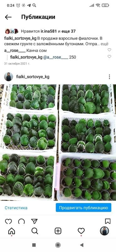 упаковка коробки: Фиалки! фиалки! фиалки! Продажа фиалочек! Все фиалочки только — 4