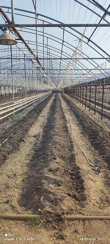 все для теплицы: Сдаю в аренду Теплицы!!!Теплицы находятся в селе Люксембург! Цена — 1