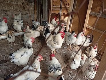 С/х животные и товары: Продаю | Куры | Несушки — 3