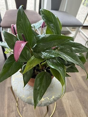 Антуриумы: Антуриум (Anthurium) в горшке - Компактный куст с плотными глянцевыми — 6