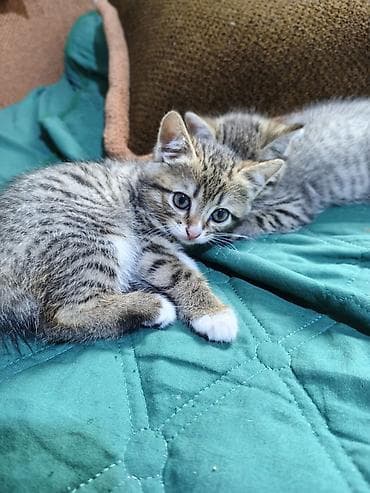 куплю сиамского котенка: Отдам котят в хорошие руки. возврат 2 месяца. кушают корм, к лотку — 3