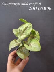 живые растения в аквариум купить: Комнатные растения, цветы (молодые растения, взрослые экземпляры). Не — 14