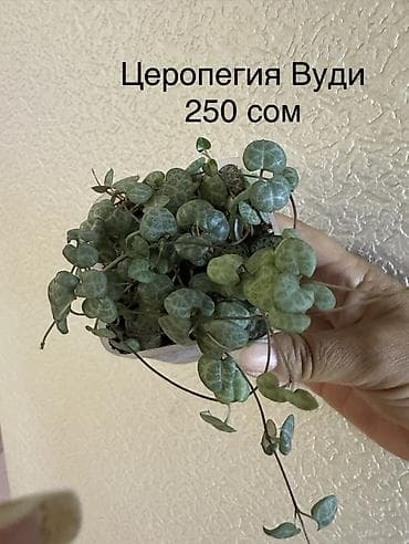 Алоказии: Укорененные черенки/отростки. Адрес 8 мкр — 2