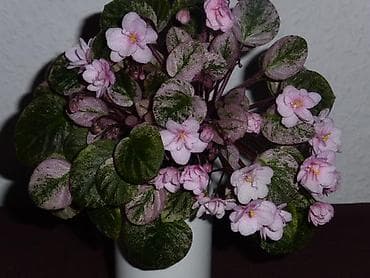 глоксиния: В продаже трейлерные (ампельные и кустовые)фиалки🌺🥀🌺: детки — 9