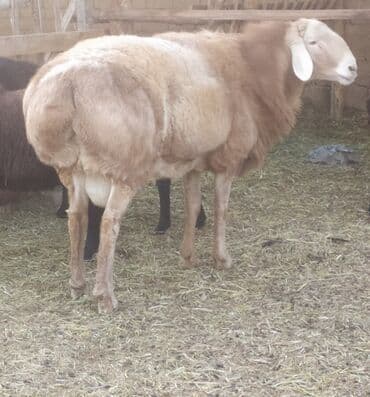 сельскохозяйственные животные продажа: Продаю | Баран (самец) | Для разведения | Племенные — 3