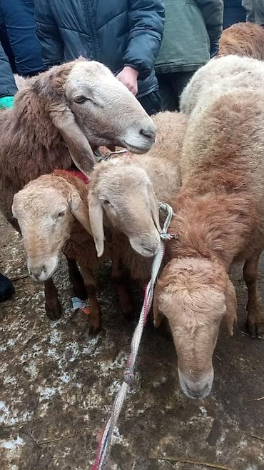 Продаю | Ягненок | Арашан | Для разведения | Ярка