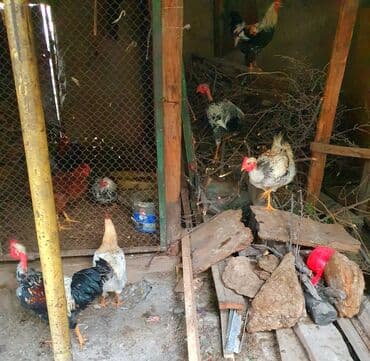 домик для куры: Продаю | Куры | Домашняя | Для разведения — 2