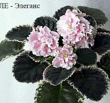 Комнатные растения: 🌱🌺🌱 Продаю сортовые ДЕТКИ,СТАРТЕРЫ стандартных, трейлерныхмини и — 6