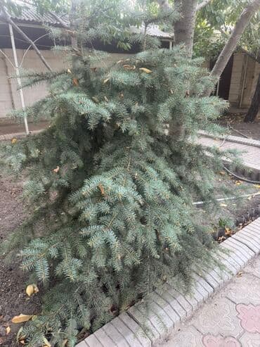 автоматический секатор для обрезки деревьев: Ель голубая (Picea pungens ‘Glauca’) - Породистая декоративная — 2