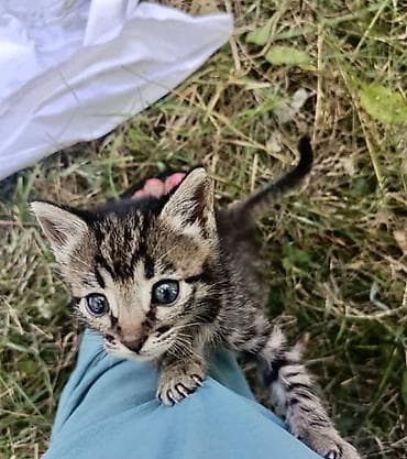 Породасыз, 2 айлык, Ургаачы, Кара, Лотокко барууга үйрөтүлгөн, Курттардан тазаланган — 3