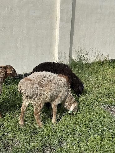 тук сена: Продаю | Овца (самка) | Для разведения | Племенные — 3