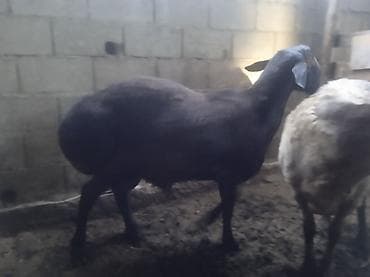 Продаю | Баран (самец) | Для разведения | Осеменитель at lalafo.kg Продаю | Баран (самец) | Для разведения | Осеменитель