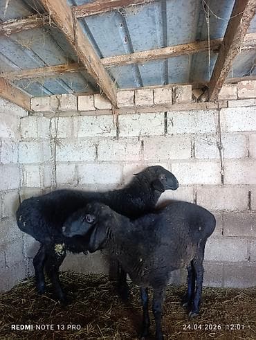 цыплята гуси: Продаю | Овца (самка) | Для разведения — 5