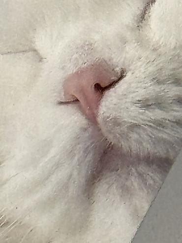Скотиш Фолд (Шотландская вислоухая), 3 года, Девочка, Белый, Кастрирована, Приучена к лотку, Проглистована — 7