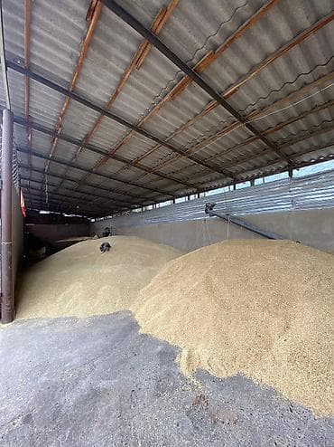 Арпа буудай жемдин баардык туру бар (Ячмень at lalafo.kg Арпа буудай жемдин баардык туру бар (Ячмень