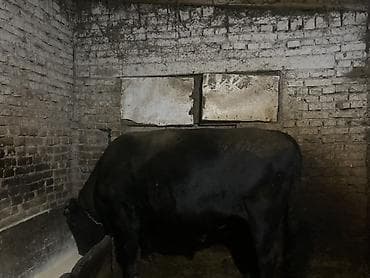 во сне доить корову: Продаю | Бык (самец) | Ангус | На откорм — 4