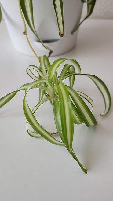 Хлорофитум с деткой в красивом стильном горшке 🌿 Неприхотливое at lalafo.kg Хлорофитум с деткой в красивом стильном горшке 🌿 Неприхотливое