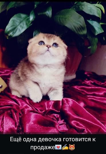 Скотиш Фолд (Шотландская вислоухая), 1 месяц, Девочка, Золотая шиншилла, Приучена к лотку