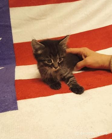 Беспородная, 2 месяца, Мальчик, Приучена к лотку