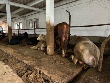 номер некст такси кара балта: Продаю | Бык (самец) | Аулиекольская, Ангус, Герефорд | Для разведения — 4
