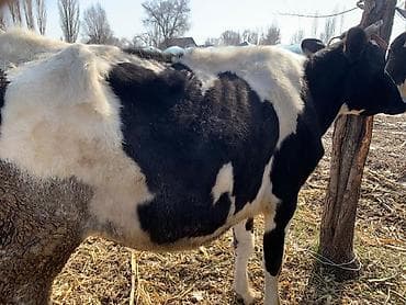 Ветеринар кызматы: Сатам | Уй (ургаачы) | Сүт алуу үчүн | Байланган — 8