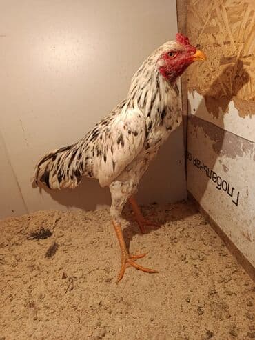 Продаю | Петух | Для разведения