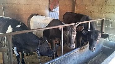 африканский сом купить: Продаю | Тёлка | Для разведения | Нетель — 3