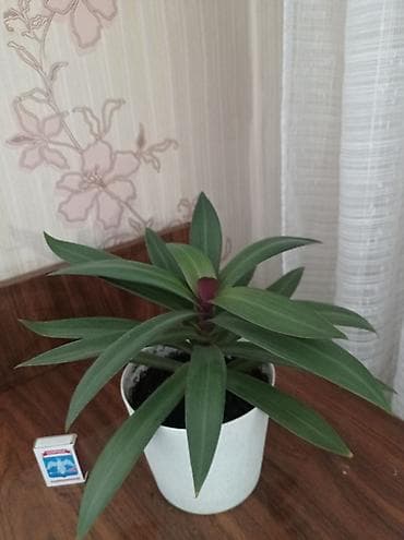 детки бегонии: Комнатные растения в горшках (на фото — реальные экземпляры) 1) — 3