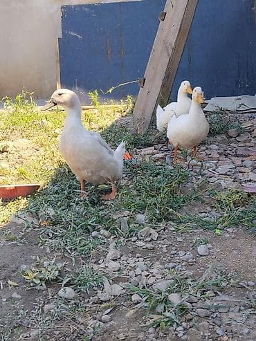 кунажын бишкек: Утки домашние, белые. 1000 сом за каждого. - Порода: утки мясо-яичного — 1