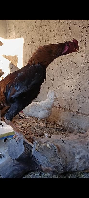 клетки для птицы: Дакан короз бойу чон жожо короз сатылат — 4