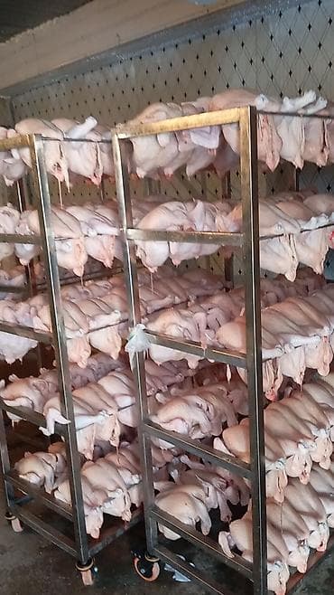 Май, консервалар: Скупаем курей тушками .живым весом — 2