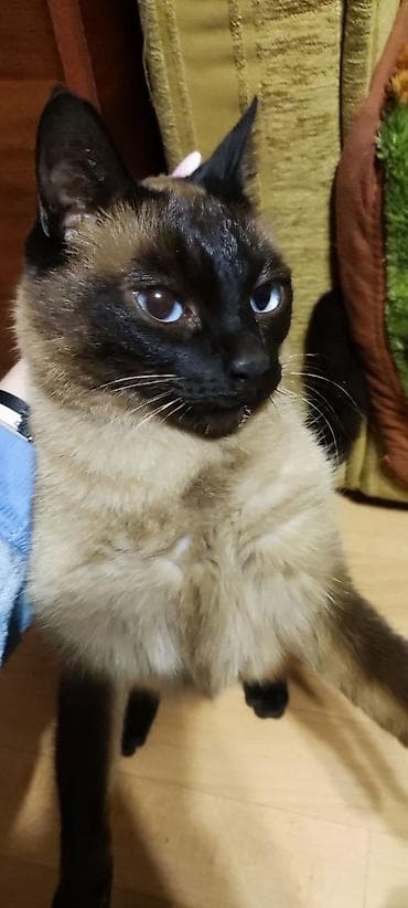 кошка токмок: Сиамская кошка ищет хозяина. Очень ласковая и крайне общительная — 2