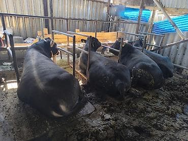 куплю карова: Продаю | Бык (самец) | Для разведения | Племенные — 4