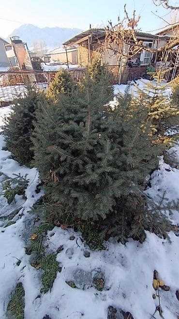 Канцтовары: Ели/пихты для посадки на участке. - Живые вечнозелёные хвойные — 1