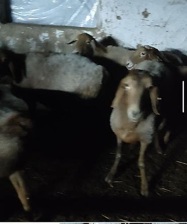 индюшата биг6: Продаю | Овца (самка) | Для разведения | Матка — 5