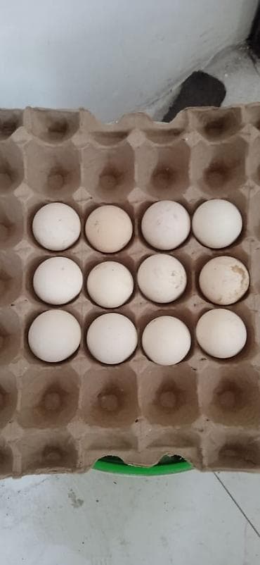 Дакан семейка сатылат 1 короз 2 мекиш короздун веси 5 +кг семирсе 6 — 4