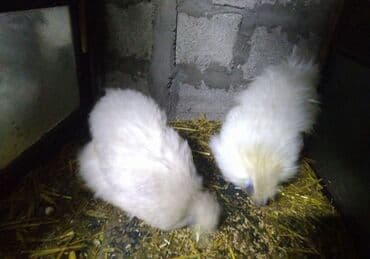 Иттер: Сатам | Тооктор | Көбөйтүү үчүн — 4