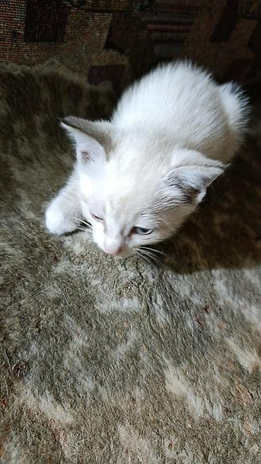 кошка белая: Кошка даром: Беспородная, Девочка — 1