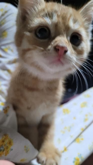 котёнок токмок: 2 месяца, Мальчик — 4