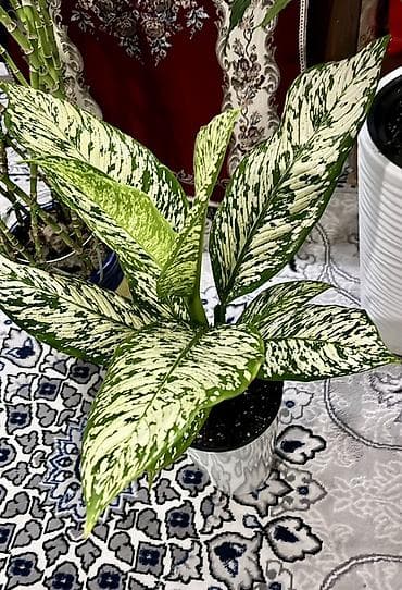 растения в горшках: Комнатные декоративные растения в кашпо Ассортимент: - Калатеи с — 5