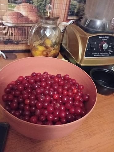 продам черешню: Продаю вишню 1 кг 100 сом собираю на заказ — 1