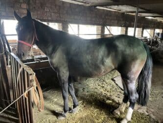 баран оптом: Сатам | Бээ (ургаачы) | Аргын | Жумушка — 3