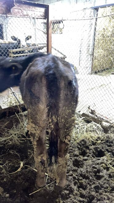 Аквариумы: Продаю | Музоо, торпок | Ангус | На откорм — 4