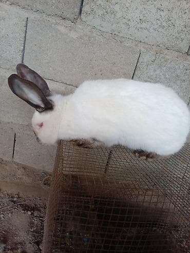 кролики великан: Продаю | Кролик самец | Калифорнийская | Для разведения | Племенные — 1