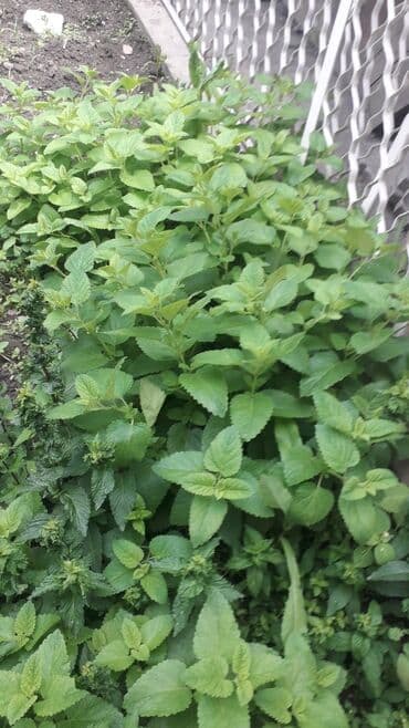 оптом фрукты овощи: Продаю мяту. с огорода. есть два вида. лимоная.и перечная. это — 1