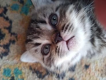 Животные: Шотландские котята. 1,5 месяца. 2з девочки, мальчик на брони — 2